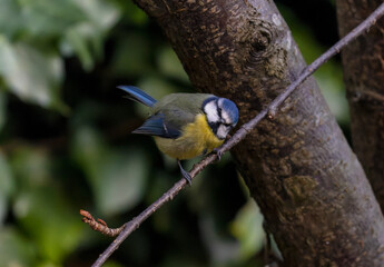 Cute small bird, Eurasian Blue tit, perched on tree branch and looking into camera. 