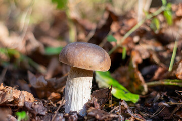 mushroom in the forest
