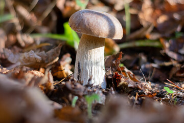 mushroom in the forest