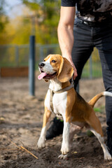 person with dog on a training course