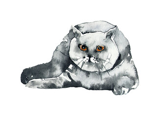 The cat is fluffy like a gray cloud. Watercolor on a white background. - 570718247