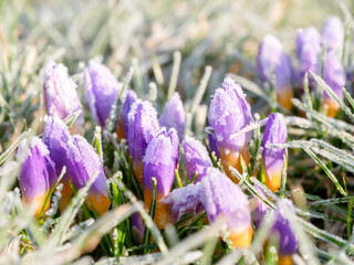 Krokuss in Eis und Schnee