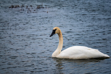 Trumpeter Swan on the Lake