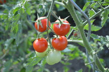 tomatoes in the garden
