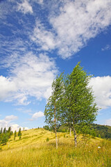 Landscape with birches in Carpathian mountains, Ukraine