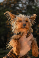 Naklejka premium Cute pets in autumn