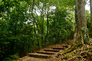Obraz premium path in the forest
