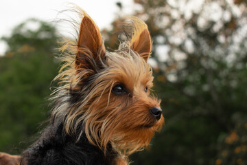 Cute pets in autumn