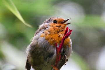 European robin (Erithacus rubecula) perched on a freshly grown branch in a green bush in spring time, with detailed feathers