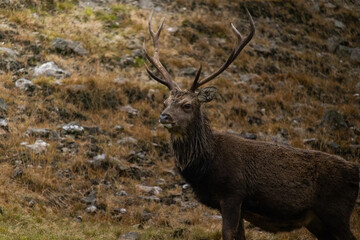 The Wicklow Sika Deer