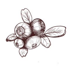 Cranberry berries on a white background. Lingonberry. Digital illustration. Hand drawing, outline style.