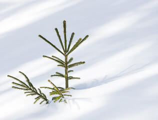 branches of a tree in high snow