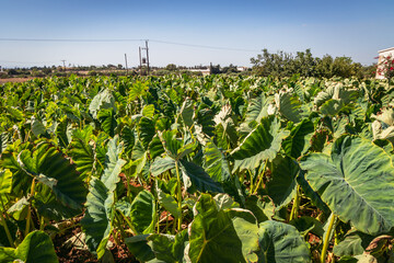 Green leaves on a field of Taro plant - Colocasia esculenta in Sotira city, Famagusta district in Cyprus island country