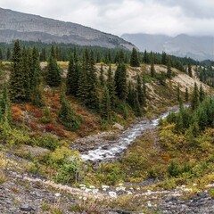 During autumn, looking east through the forest along Hilda Creek from Icefields Parkway at  Saskatchewan River Crossing in Kananaskis Country (Claresholm), Alberta, Canada.