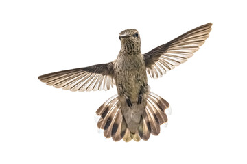 Black-chinned Hummingbird (Archilochus alexandri) Photo, Head-on in Flight on a Transparent...