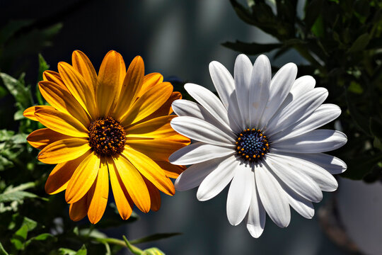 Flores  bonitas (Dimorphotheca ecklonis y Osteospermum)