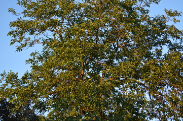 tree and sky