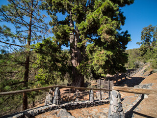 Pino Gordo tree Tenerife Canary Islands, Spain