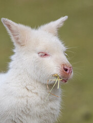 Fototapeta premium Albino Wallaby Portrait