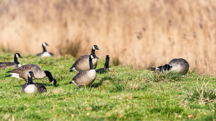 Canada Goose, Branta canadensis - Geese in marshes