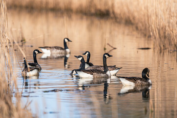 Canada Goose, Branta canadensis - Geese in marshes