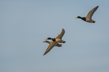 Mallard Duck, Anas platyrhynchos in fly over marshland
