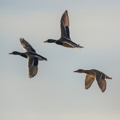 Mallard Duck, Anas platyrhynchos in fly over marshland