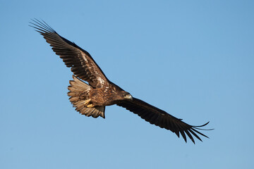 White-tailed eagle (Haliaeetus albicilla)