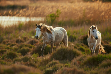 Obraz premium Two white horses of Camargue