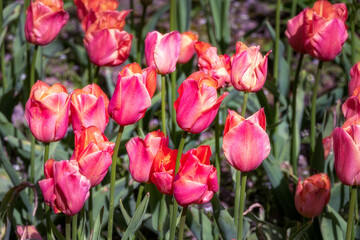 Beautiful Tulipa stunning apricot on a spring sunny day