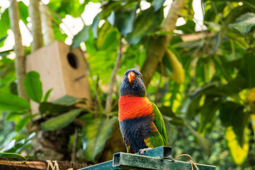 Parrot in Butterfly House Mariposario del Drago Tenerife Canary Islands, Spain