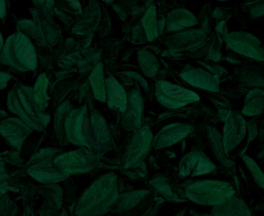 Zielone liście na czarnym tle