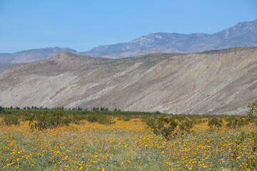 Anzo Borrego, CA - Superbloom (2016)