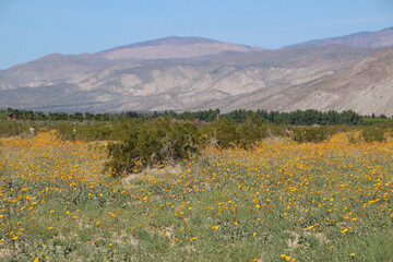 Obraz premium Anzo Borrego, CA - Superbloom (2016)