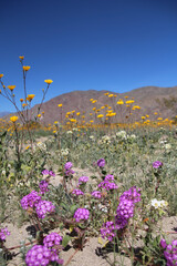 Anzo Borrego, CA - Superbloom (2016)