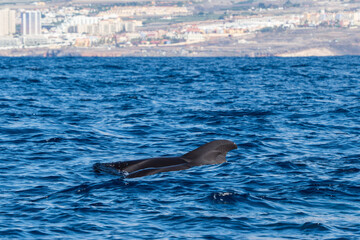 Naklejka premium Whale watching at Tenerife Canary Islands, Spain