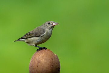 robin on a branch
