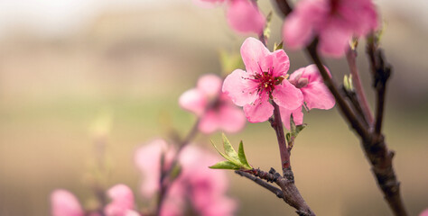 Spring blossoms seasonal background with copy space. Tree branch with beautiful fresh pink peach flowers