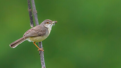 red backed shrike