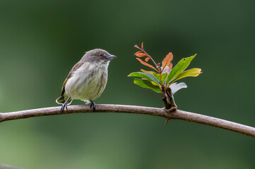 robin on branch