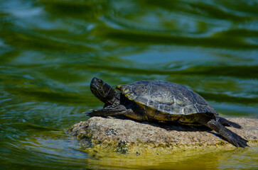 Fototapeta premium Pond Slider Turtle
