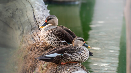 duck