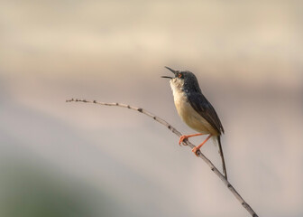 red backed shrike