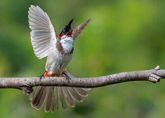 red backed woodpecker