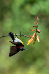 bird in flight
