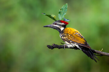 kingfisher on a branch