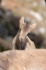 closeup of an ibex calf