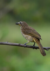robin on a branch
