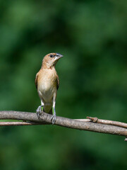robin on a branch