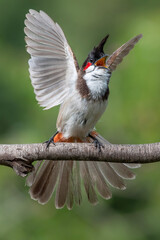red headed woodpecker